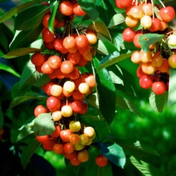Rainier Cherry Tree -Evergreen Trees Sales Store Rainier Cherry Tree 2 FGT e7faac33 9005 4201 904b 00d7c27600fd