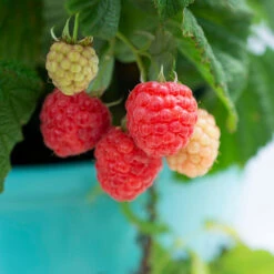 Bushel And Berry® Raspberry Shortcake® Bush -Evergreen Trees Sales Store Raspberry Shortcake 1