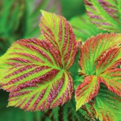 Bushel And Berry® Raspberry Shortcake® Bush -Evergreen Trees Sales Store Raspberry Shortcake 4