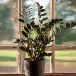 Raven ZZ Plant 5 Raven ZZ Plant -Evergreen Trees Sales Store Raven ZZ 1