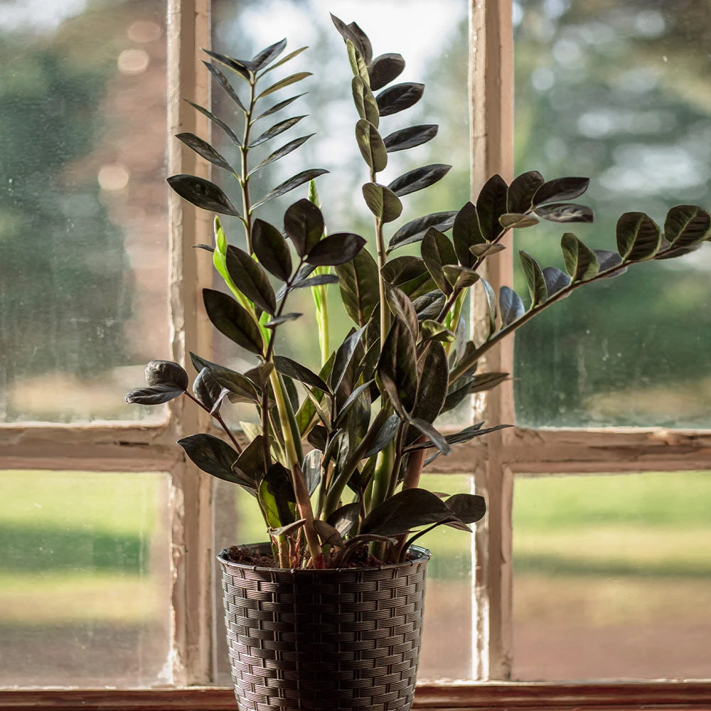 Raven ZZ Plant 3 Raven ZZ Plant - Image 3