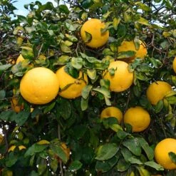 Ray Ruby Grapefruit Tree 7 Ray Ruby Grapefruit Tree -Evergreen Trees Sales Store Ray Ruby 1