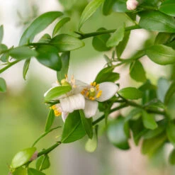 Red Finger Lime Tree -Evergreen Trees Sales Store Red FInger Lime 2 6caf0467 1911 48e7 a9fa babb0a6fffe5