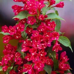 Red Prince Weigela Tree -Evergreen Trees Sales Store Red Prince Wegeila 1 FGT