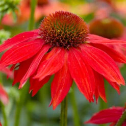 Sombrero® Salsa Red Coneflower 7 Sombrero® Salsa Red Coneflower -Evergreen Trees Sales Store Red Salsa Coneflower 2 FGT