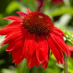 Sombrero® Salsa Red Coneflower 8 Sombrero® Salsa Red Coneflower -Evergreen Trees Sales Store Red Salsa Coneflower 4