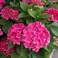 Red N' Pretty® Hydrangea Shrub -Evergreen Trees Sales Store Red and Pretty Hydrangea 2