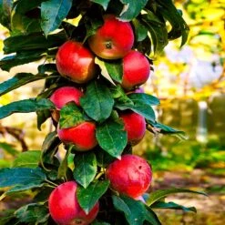 North Pole Columnar Apple Tree -Evergreen Trees Sales Store Red Columnar Apple 3