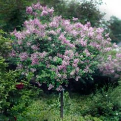 Red Pixie Lilac Tree -Evergreen Trees Sales Store Red Pixie Lilac Tree 2