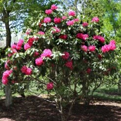 Red Rhododendron Shrub 8 Red Rhododendron Shrub -Evergreen Trees Sales Store Red Rhododendron 3