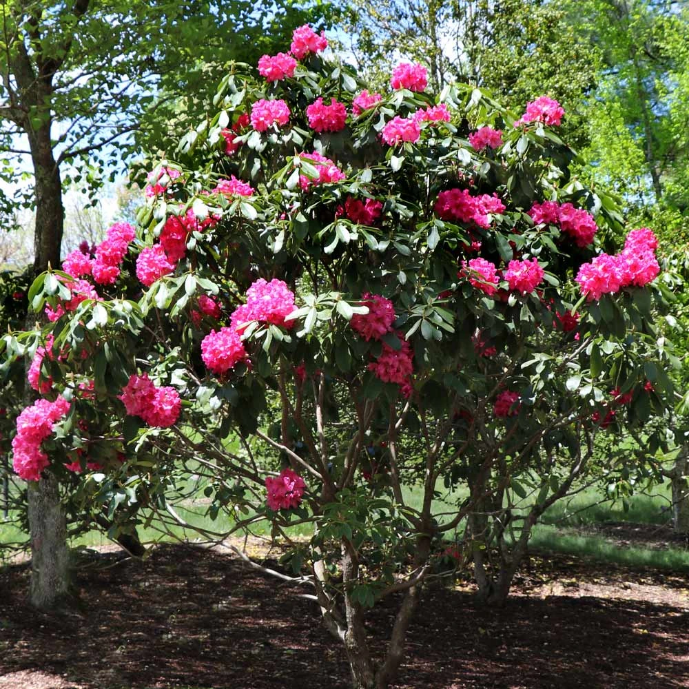 Red Rhododendron Shrub 4 Red Rhododendron Shrub - Image 4