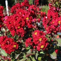 Red Rocket Crape Myrtle -Evergreen Trees Sales Store Red Rocket Crape Myrtle FGT 2jpg