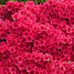 Red Ruffles Azalea Shrub -Evergreen Trees Sales Store Red Ruffles Azalea 5