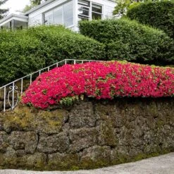 Red Ruffles Azalea Shrub -Evergreen Trees Sales Store Red Ruffles Azalea 7