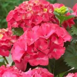Red Sensation Hydrangea -Evergreen Trees Sales Store Red Sensation Hydrangea 1 FGT