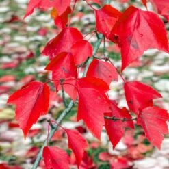 Red Sunset® Maple Tree -Evergreen Trees Sales Store Red Sunset Maple 2