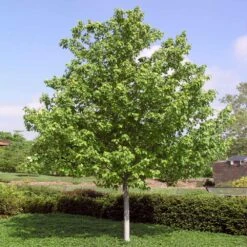 Red Sunset® Maple Tree -Evergreen Trees Sales Store Red Sunset Maple 4