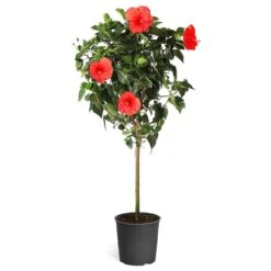 Red Tropical Hibiscus Tree 11 Red Tropical Hibiscus Tree -Evergreen Trees Sales Store Red Tropical Hibiscus Tree 5