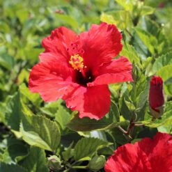Red Tropical Hibiscus Tree 10 Red Tropical Hibiscus Tree -Evergreen Trees Sales Store Red Tropical Hibiscus Tree 8 FGT