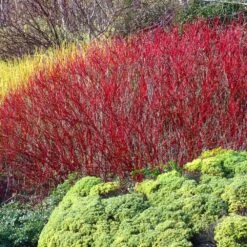 Red Twig Dogwood Shrub -Evergreen Trees Sales Store Red Twig Dogwood 4
