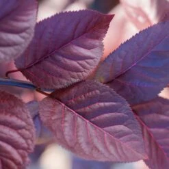 Purple Plunge Weeping Plum Tree -Evergreen Trees Sales Store Redbud Purple Plunge 2 b8894708 2bb9 4f3e 8d30 7b3eeb931914