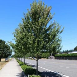 Redpointe® Maple -Evergreen Trees Sales Store Redpointe Maple 1