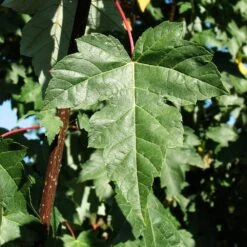 Redpointe® Maple -Evergreen Trees Sales Store Redpointe Maple 2