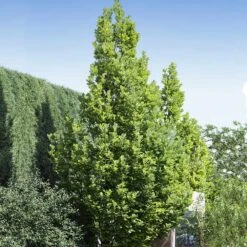 Regal Prince Oak Tree -Evergreen Trees Sales Store Regal Prince Oak 1