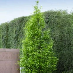 Regal Prince Oak Tree -Evergreen Trees Sales Store Regal Prince Oak 3