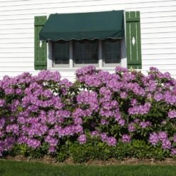 Lavender Rhododendron Shrub -Evergreen Trees Sales Store Rhododendron Lavender 2 FGT