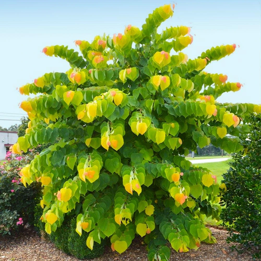 The Rising Sun™ Eastern Redbud Tree 2 The Rising Sun™ Eastern Redbud Tree - Image 2