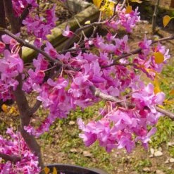 The Rising Sun™ Eastern Redbud Tree 9 The Rising Sun™ Eastern Redbud Tree -Evergreen Trees Sales Store Rising Sun Redbud 6