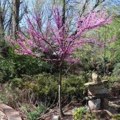 The Rising Sun™ Eastern Redbud Tree 10 The Rising Sun™ Eastern Redbud Tree -Evergreen Trees Sales Store Rising Sun Redbud 7