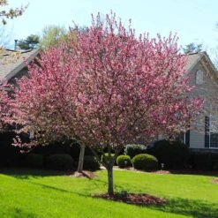 Robinson Crabapple Tree -Evergreen Trees Sales Store Robinson Crabapple 3 FGT