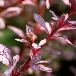 Rose Glow Barberry Shrub -Evergreen Trees Sales Store Rose GLow Barberry 1 FGT