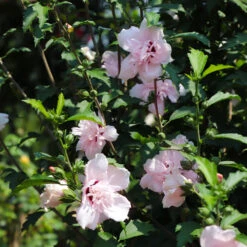 Pink Rose Of Sharon Althea Tree 5 Pink Rose Of Sharon Althea Tree -Evergreen Trees Sales Store Rose of Sharon Althea 3 FGT