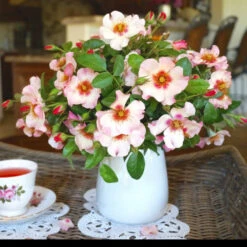 Raspberry Kiss™ Rose Tree -Evergreen Trees Sales Store Rosemarry Kiss Rose tree 1