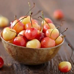 Royal Ann Cherry Tree -Evergreen Trees Sales Store Royal Ann CHerry Tree 1 FGT