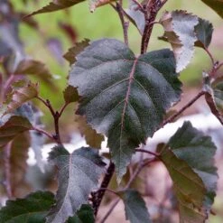 Royal Frost® Birch Tree -Evergreen Trees Sales Store Royal Frost Birch 2 FGT