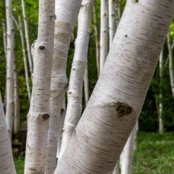 Royal Frost® Birch Tree -Evergreen Trees Sales Store Royal Frost Birch 3 FGT