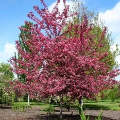 Royal Raindrops® Crabapple Tree -Evergreen Trees Sales Store Royal Raindrops Crabapple 2