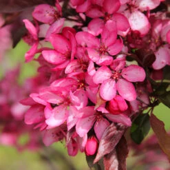 Royal Raindrops® Crabapple Tree -Evergreen Trees Sales Store Royal Raindrops Crabapple 3