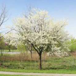 Royal White Redbud Tree -Evergreen Trees Sales Store Royal White Redbud 1