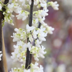 Royal White Redbud Tree -Evergreen Trees Sales Store Royal White Redbud 5 FGT