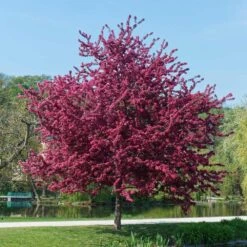 Royalty Crabapple Tree -Evergreen Trees Sales Store Royalty Crabapple 5 BB