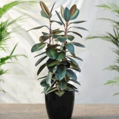 Air-Purifying House Plant Kit -Evergreen Trees Sales Store Rubber Tree FGT 41d06897 7e64 4438 9d3a fd7a33808734