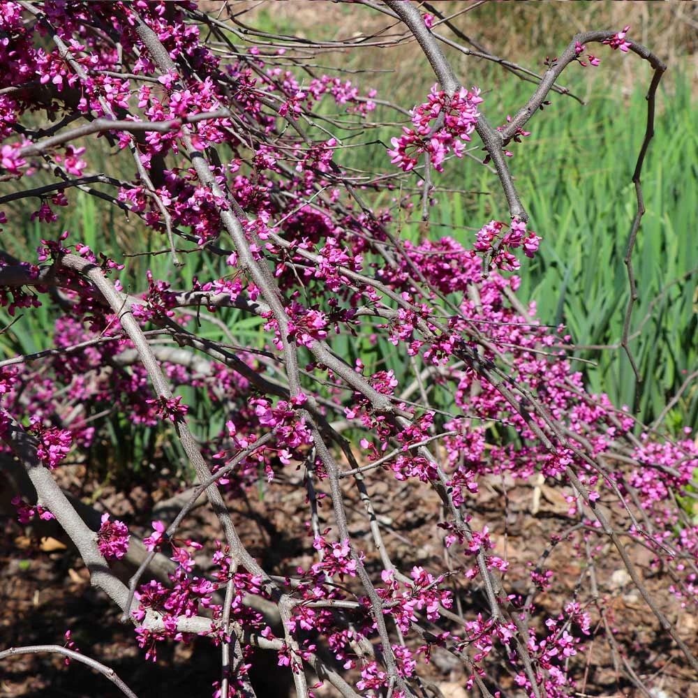 Ruby Falls Redbud Tree 5 Ruby Falls Redbud Tree - Image 5