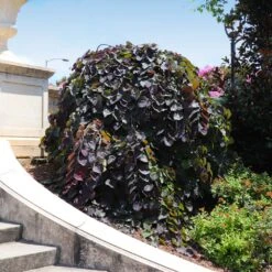 Ruby Falls Redbud Tree 11 Ruby Falls Redbud Tree -Evergreen Trees Sales Store Ruby Falls Redbud 8