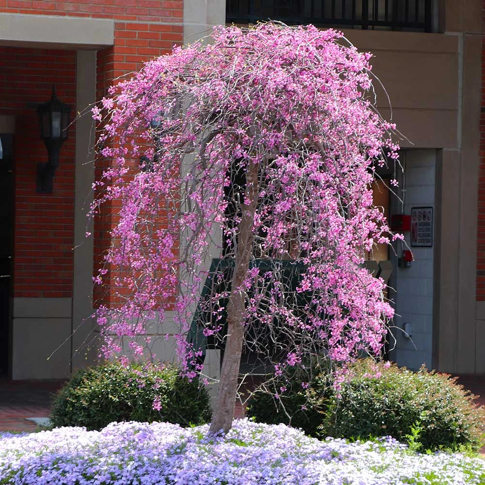 Ruby Falls Redbud Tree 3 Ruby Falls Redbud Tree - Image 3