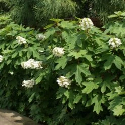 Ruby Slippers Hydrangea Shrub 6 Ruby Slippers Hydrangea Shrub -Evergreen Trees Sales Store Ruby Slippers Hydrangea 2